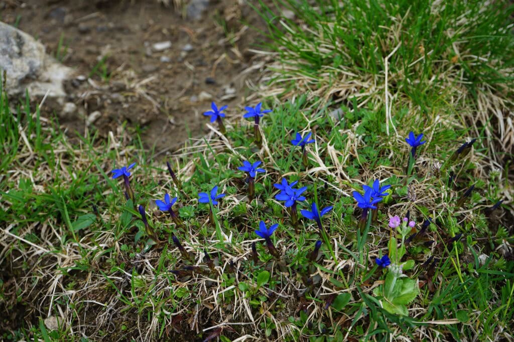 Blaue Enzianblüten im Gras